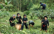 Trek au coeur du massif: fortesse naturelle sculptée par les plantations de thé